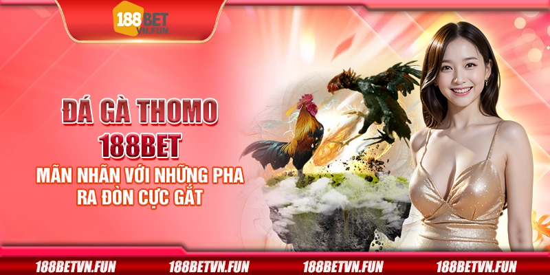 Đá gà thomo 188Bet - Trận chiến nảy lửa giữa những chiến kê