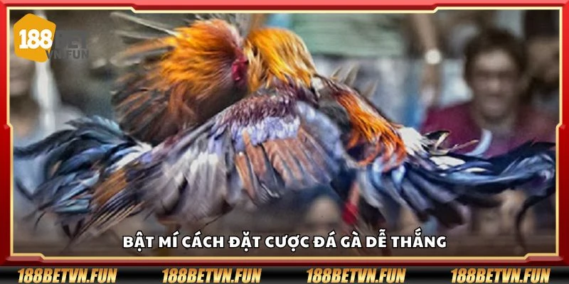 Bật mí cách đặt cược đá gà dễ thắng