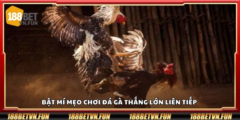 Bật mí mẹo chơi đá gà thắng lớn liên tiếp 