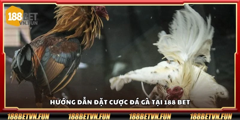 Hướng dẫn đặt cược đá gà tại 188 Bet