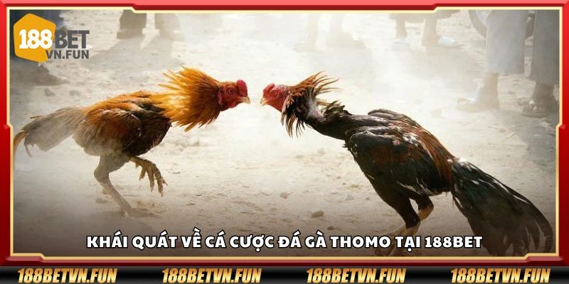Khái quát về cá cược đá gà Thomo tại 188Bet