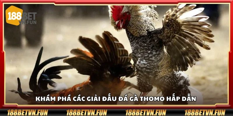 Khám phá các giải đấu đá gà Thomo hấp dẫn