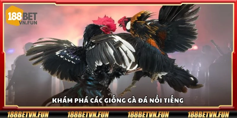 Khám phá các giống gà đá nổi tiếng 