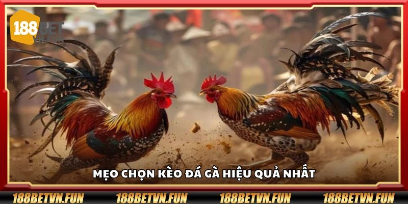 Mẹo chọn kèo đá gà hiệu quả nhất