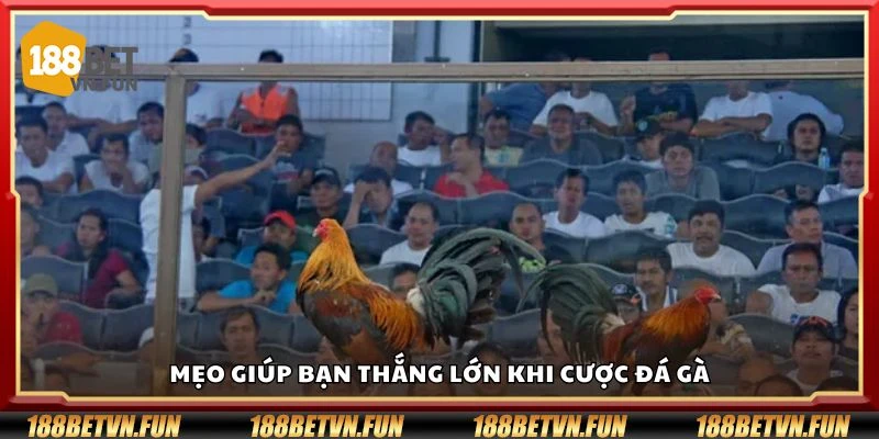 Mẹo giúp bạn thắng lớn khi cược đá gà