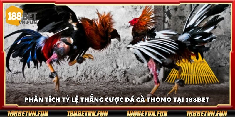 Phân tích tỷ lệ thắng cược đá gà Thomo tại 188Bet
